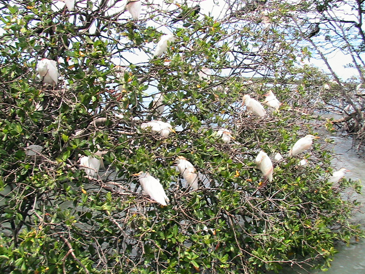 25 - Mangrove 054.jpg